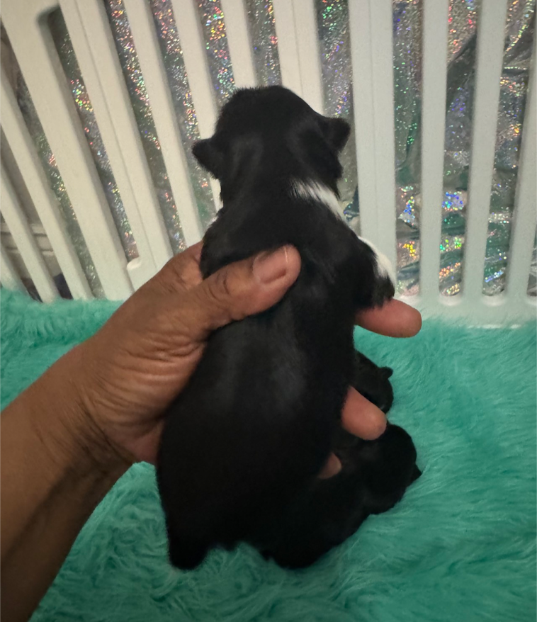 Yorkie Pup For Sale